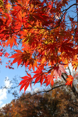 日本の秋の風景 美しい 鮮やかなもみじ 綺麗