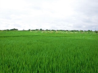 Obraz na płótnie Canvas Beautiful landscape of Rice Terraces Field in Bali, Indonesia