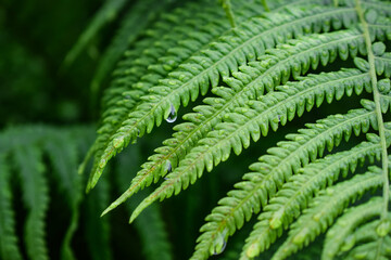 Water drop on fern leaf. Beautiful green background- plants and water-green.