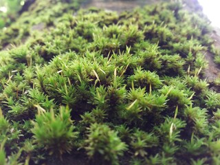 close up of moss on a tree