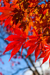 日本の秋の風景 美しい紅葉 鮮やかなもみじ 赤い 
