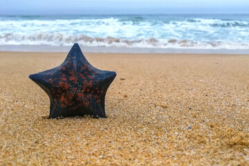 Fototapeta na wymiar Starfish on a summer beach on the background of the sea. Summer background. Summer time. Copy space