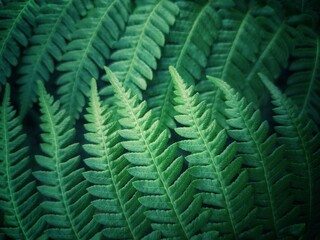 close up green leaf background