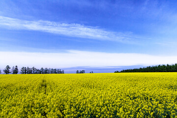Fototapeta premium 北海道の菜の花 Rape blossoms in Hokkaido