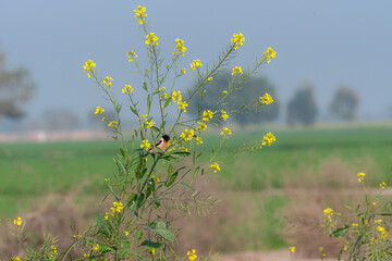The Siberian stonechat or Asian stonechat is a recently validated species of the Old World...