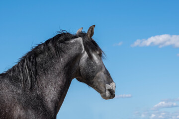 Obraz premium Spanish stallion used for breeding