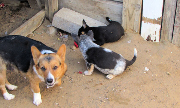 High Angle View Of Momma Dog Playing With Puppies Outside