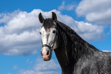 Spanish stallion used for breeding
