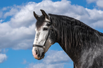 Fototapeta na wymiar Spanish stallion used for breeding