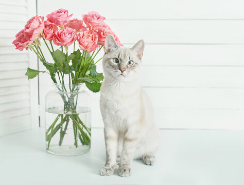 Valentine's day cat greeting card. Bouquet of flowers roses. Mother's day congratulations. Happy birthday template. Wedding invitation. Flowers and gifts boxes on white background