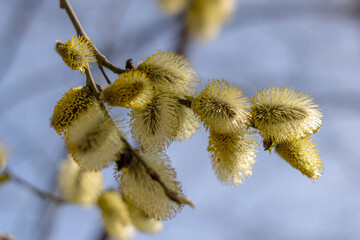 spring background with yellow fluffy willow branches