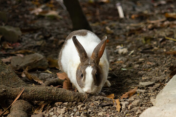Cute rabbit on ground under the tree. Wildlife in nature. 
