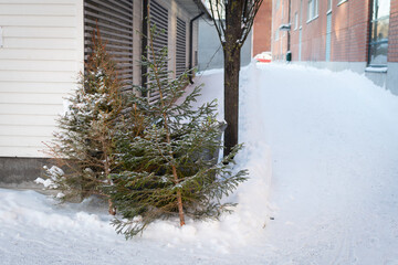 Used christas trees next to trash cans after christmas