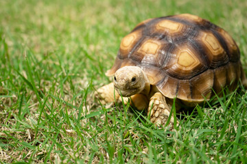 turtle on grass (Centrochelys sulcata)