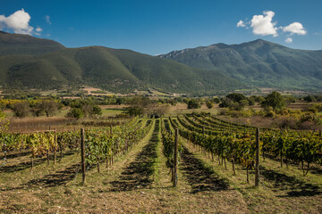 Fototapeta na wymiar A vineyard during the harvest