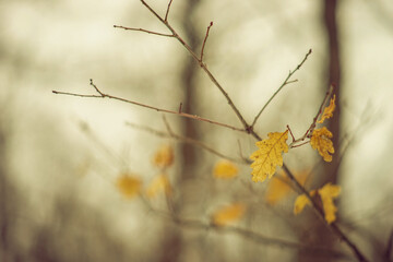Old yellow maple leaves on a branch in a foggy snowy winter forest