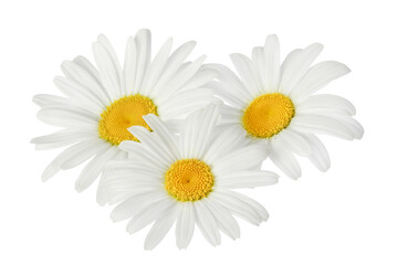Fototapeta premium chamomile or daisies isolated on white background with clipping path. Set or collection.