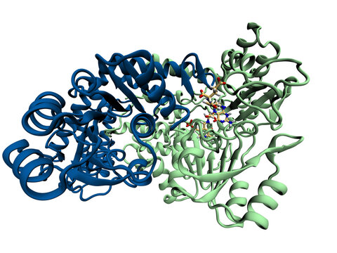 Estrutura tridimensional da enzima Serine Hydroxymethyltransferase