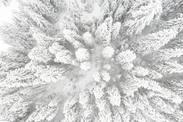 Fly over drone photograph of a fir tree forest during heavy snowfall