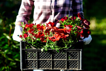 Florist hold box full of petunia flowers.