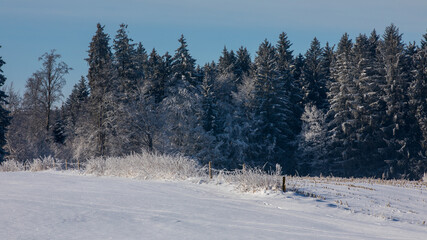 Bäume im Winter