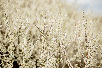 Fototapeta premium Fielding white flowers blooming in a field. Background flowering, selective focus