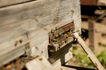 A close-up view of the working bees bringing flower pollen to the hive on its paws. Honey is a beekeeping product. Bee honey is collected in beautiful yellow honeycombs.