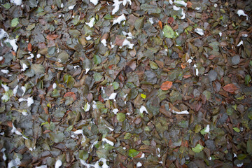 Colourful fall leaves in pond lake water, floating autumn leaf. Fall season leaves in rain puddle. Sunny autumn day foliage. October weather, november nature background.