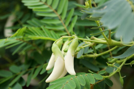 White flowers of Vegetable Humming Bird on branch and blur green leaves background. Another name is Sesban, Sesbania, Butterfly tree, Humming Bird tree, White Dragon, August flower.