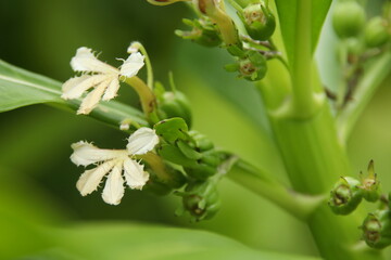 White old flower of Beach Naupaka or Scaevola taccada blooming on bunch with fruits beside stem and blur green background, Thailand. Another name is Sea lettuce, Beach cabbage, Half flower.