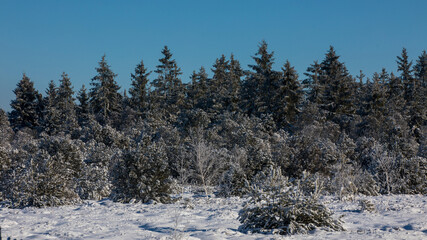 Wald im Winter