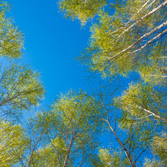Birch branches with young spring leaves against blue sky background, bottom view - spring forest background