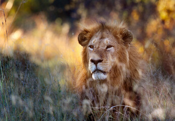 Lion (Panthera leo)  Okavango Delta - Botswana