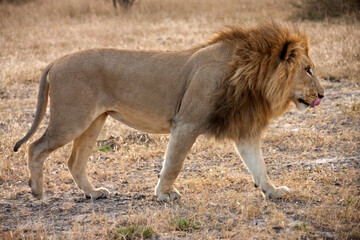 Obraz na płótnie Canvas Male Lion - Botswana