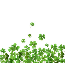 Obraz na płótnie Canvas Fresh green clover leaves on white background. St. Patrick's Day
