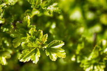 Fototapeta na wymiar Blurred young leaf.Green leaf on a sunny day.Raw macro.Image