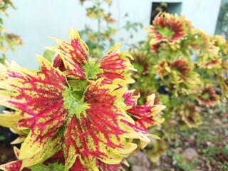red and yellow flowers
