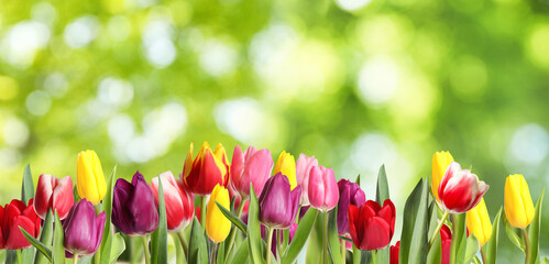 Beautiful bright spring tulips on blurred green background, banner design