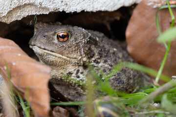 A frog hidden under a stone