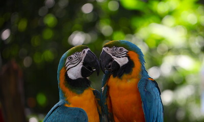 Parrots parrot lovebirds love