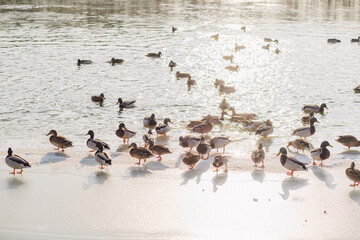 Fototapeta premium Feeding many wild ducks on winter cold icy river on frosty sunny day. People throwing food to happy hungry birds