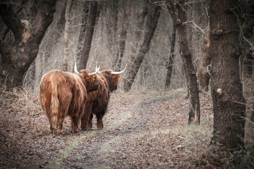 Scottish highland cows walking on a path in the woods