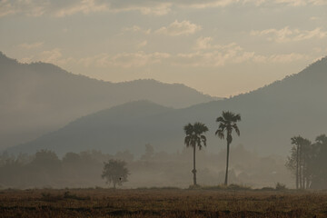 Rice fields in summer in the morning in northern Thailand.