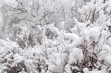 winter background with snow-covered branches