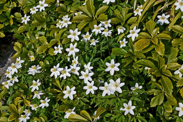Fototapeta premium Pachysandra terminalis flowering a garden