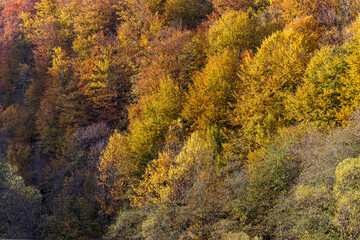 Fototapeta premium Colorful autumn tops of forest trees. Forest trees in colorful autumn fall. Autumn nature view of autumn trees in sunny day.