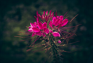 Soft focus of beautiful magenta spider flowers blooming at a garden
