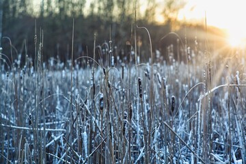 Frozen grass at sunset at Sweden