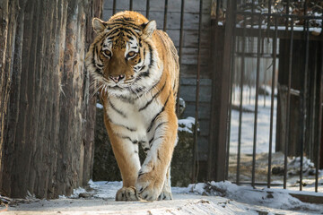 Amur tiger in captivity. Tiger as a symbol of the new year 2022.