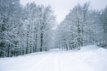 snow covered road in the forest